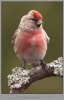1264