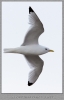 1428