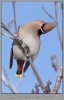 923
