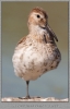 1106